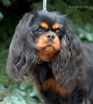 Oleandra Du Chateau Noblesse