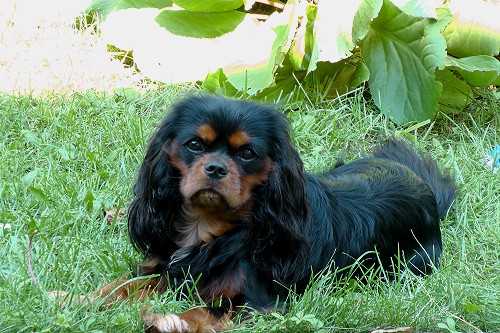 Black Jack Von Den Waldelfen