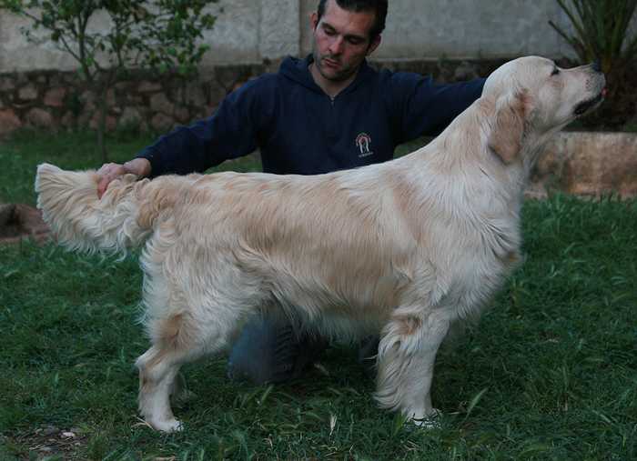 Califa de Ria Vela