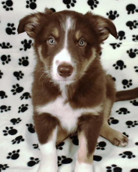 AWE2C Pluto (Rocket Dog)