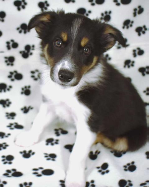 AWE2C Oberon (Roo)