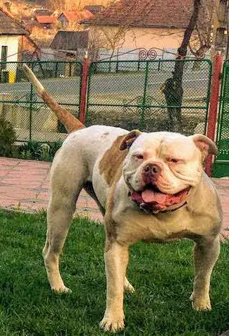 Berserkerbulls DUNHILL HULK of Lionesses