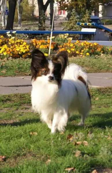 BERT BELLEMI SAIMON