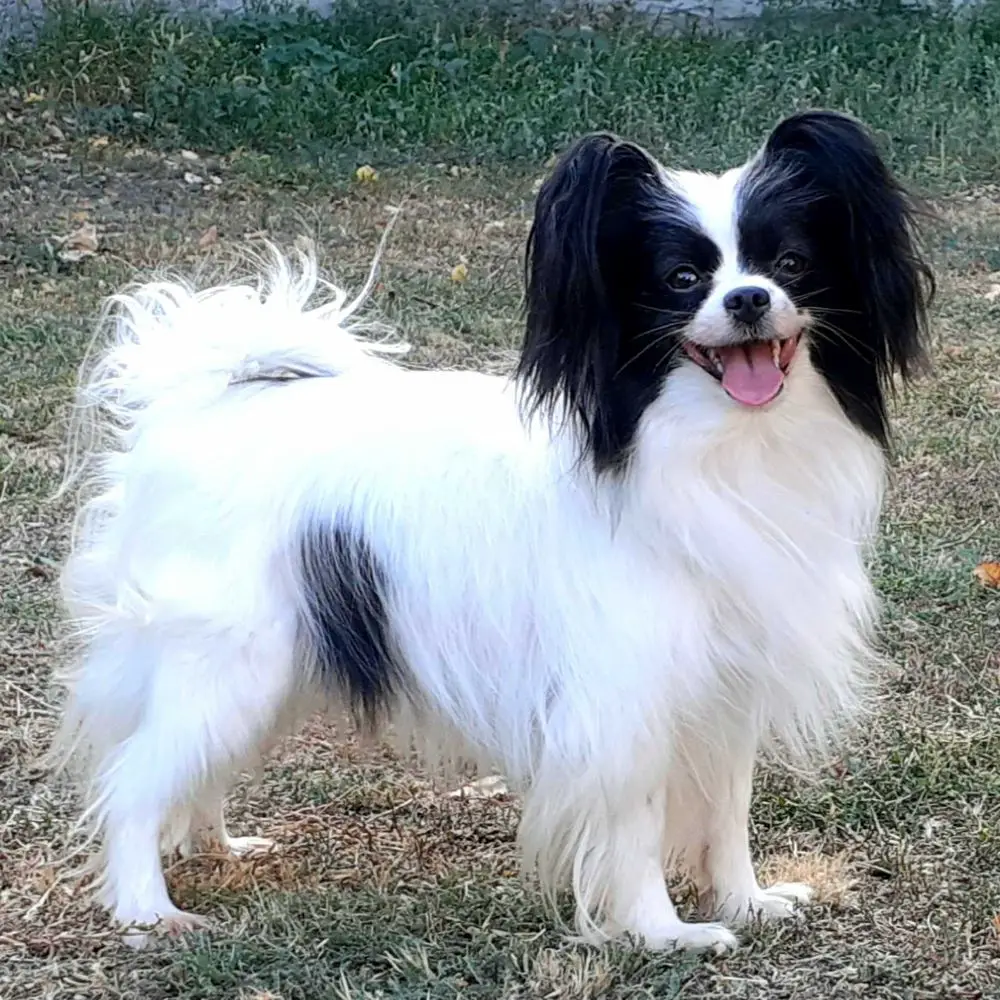 AMRITA BELLA OLIVIYA