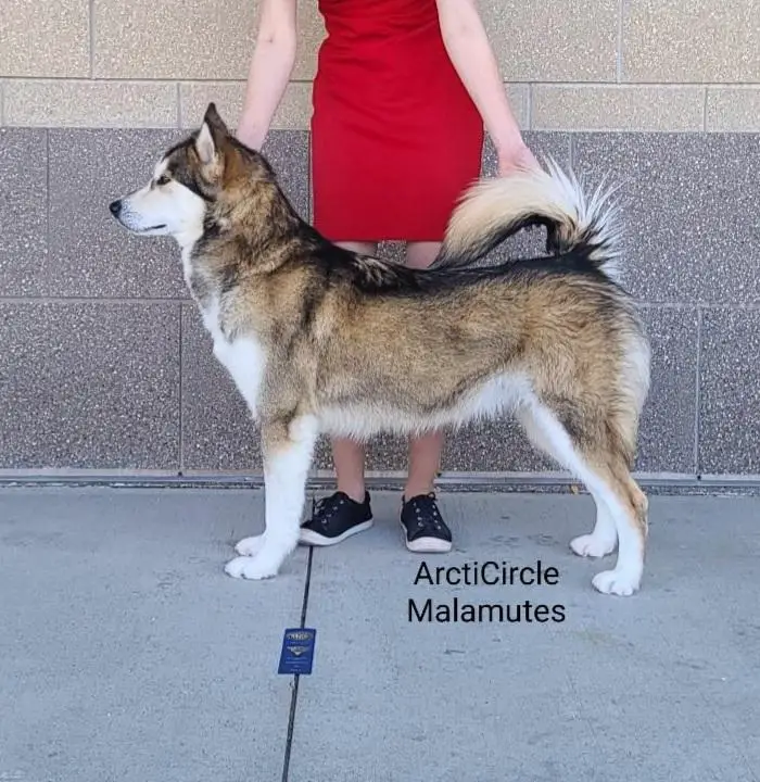 ArctiCircles Chance Blamed Fate