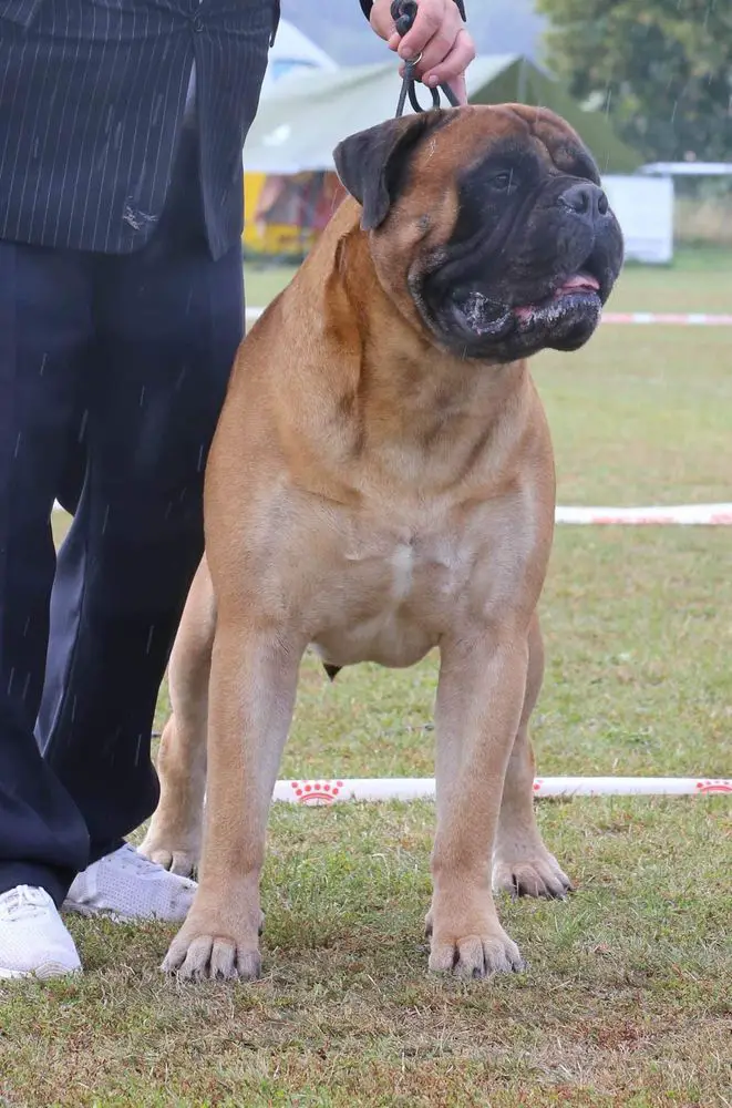 CASA ALTO CRISTELO STORM GUARDIANI WINDSOR