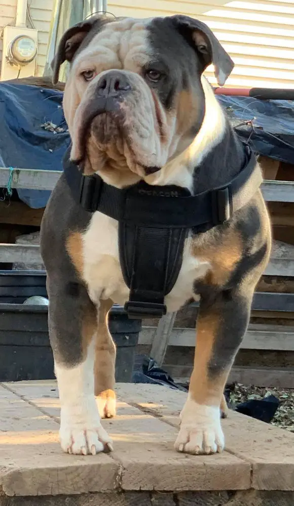 Bodybuilder Bulldogs Deacon Jones