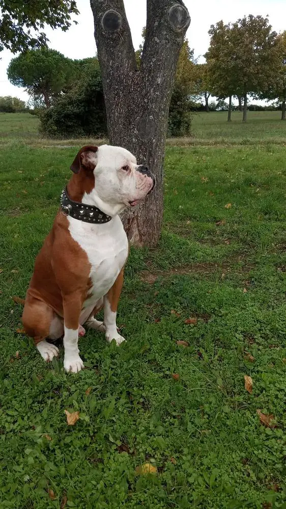 Thor.