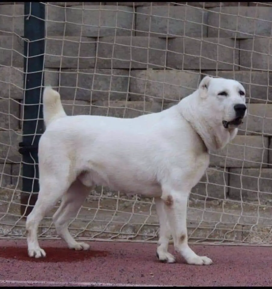 Felix Assad kennel