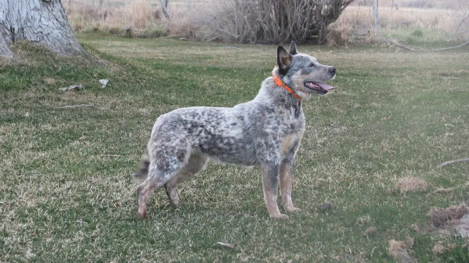6 Pk Roxie Wil Sor
