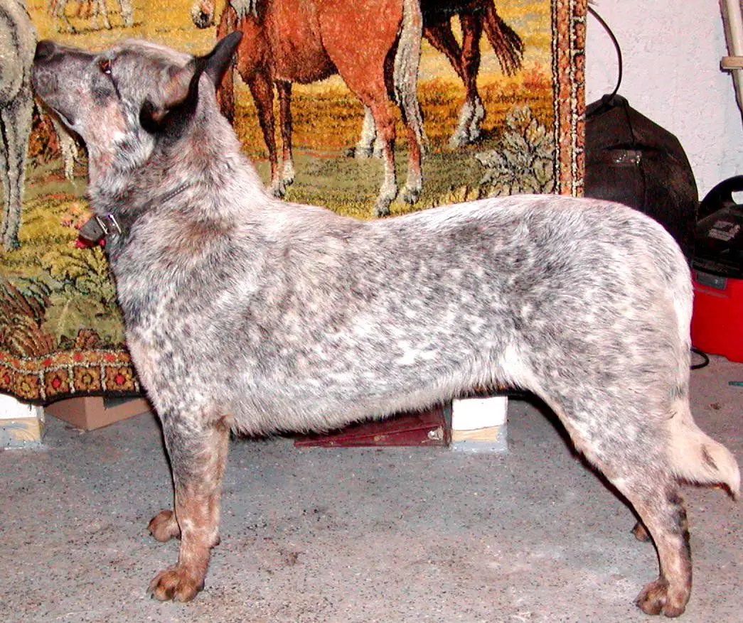 Lakota McKays Jones Blu Bblgum