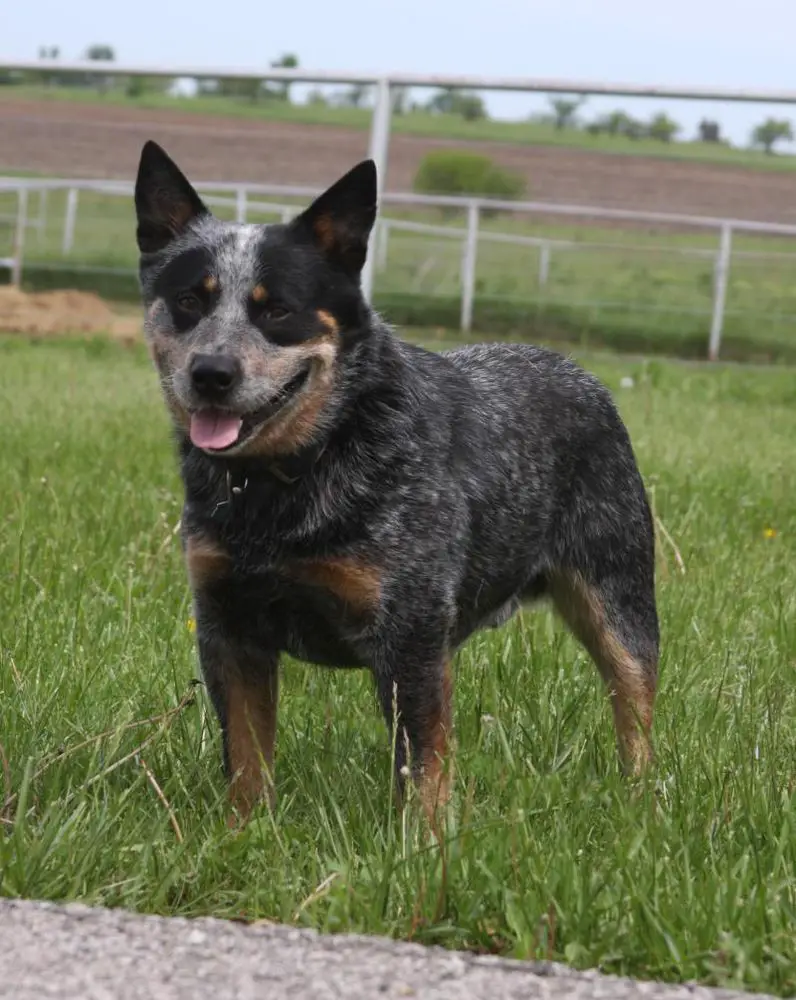 Shadybrooks Lakota Blue Badger