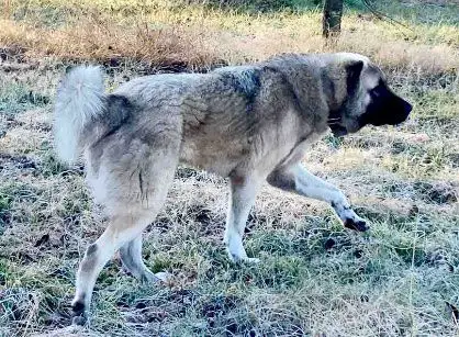 Jezovuk
