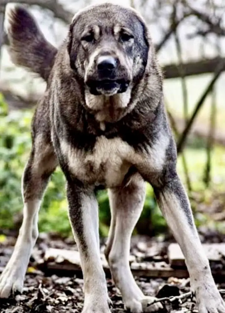 Seyla