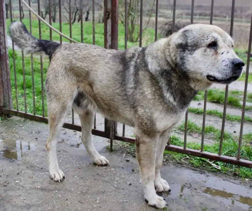 Koktay