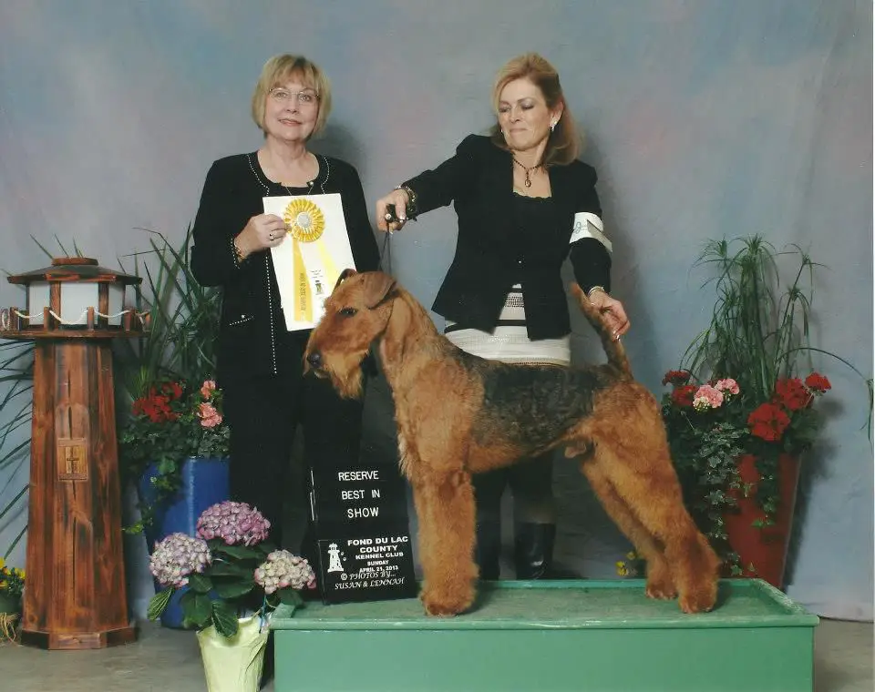 Tobylinn airedales hot sale