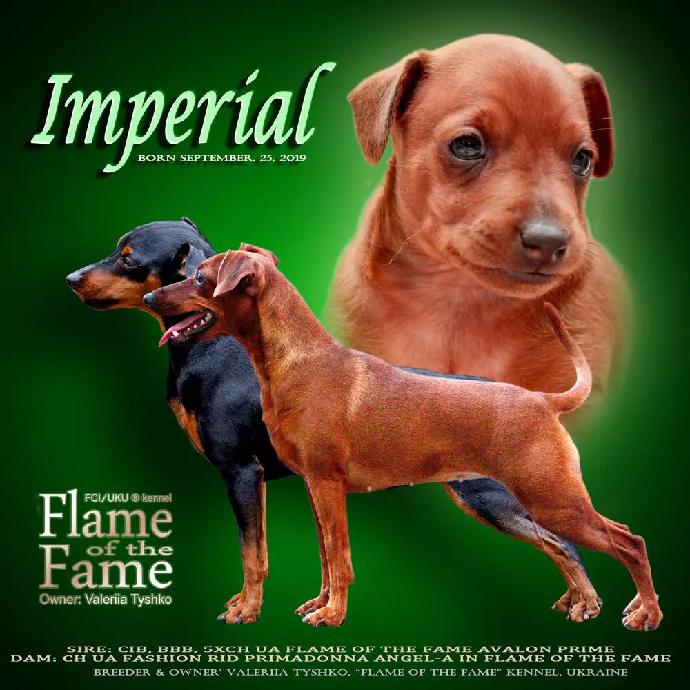 Flame Of The Fame Imperial Trident