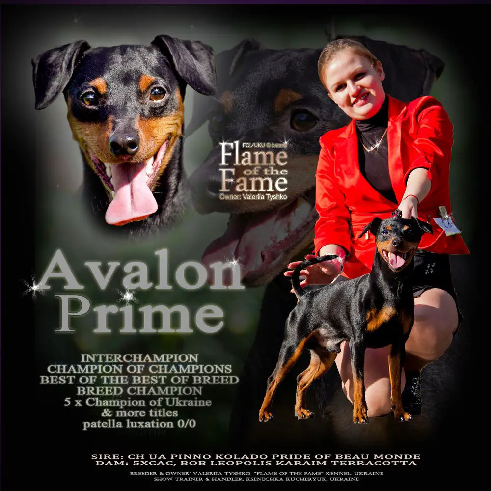 Flame Of The Fame Avalon Prime