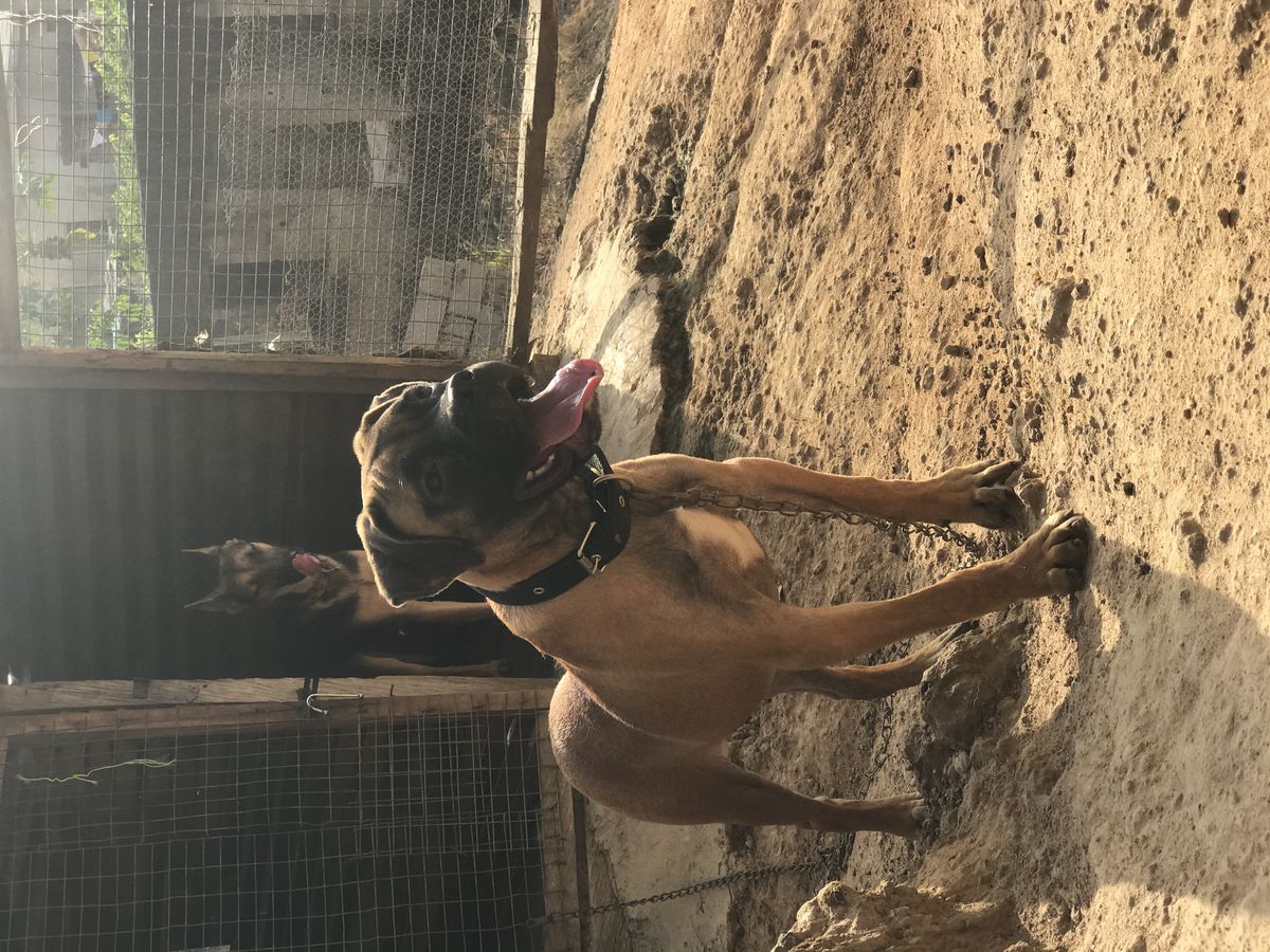 Sherlock of Elite kennel