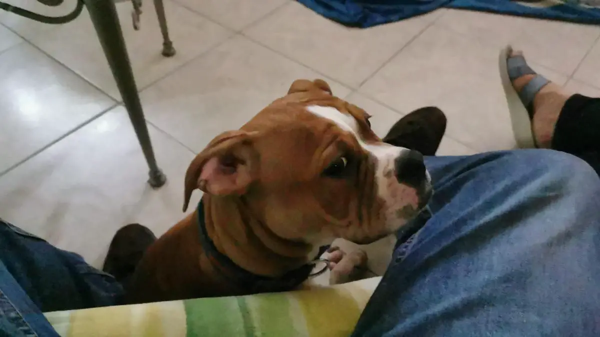 RadosnayaBulls Kyra aka Bella