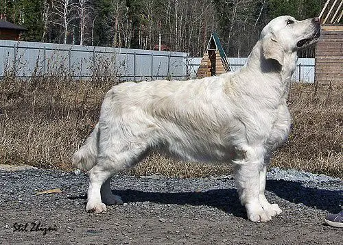 ROS PEKOS KOKETKA
