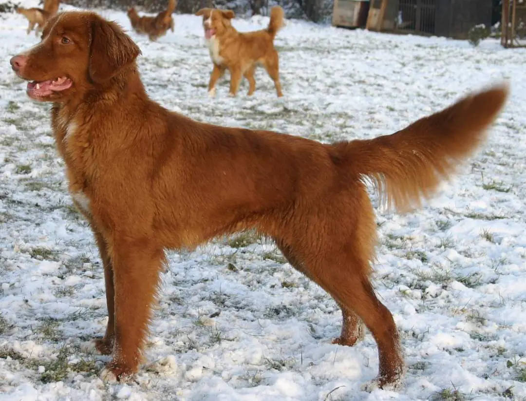 Canis Amicus Quina