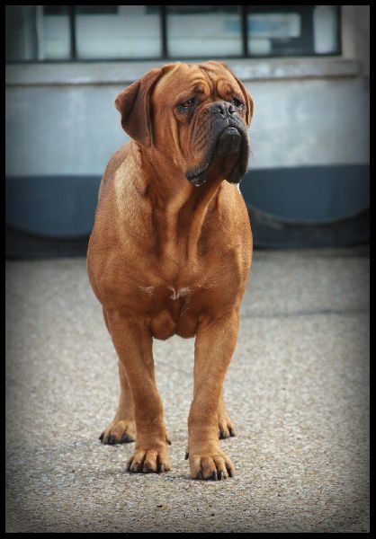 Legendarivs Canis Hally