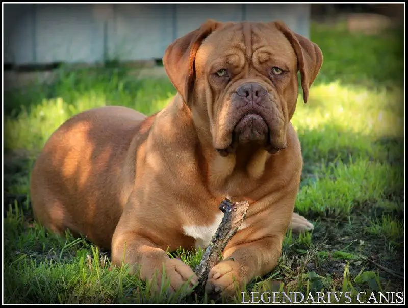 Legendarivs Canis Lightweight