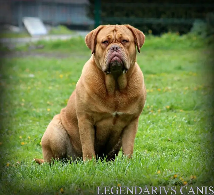 Legendarivs Canis Omnia vincit amor