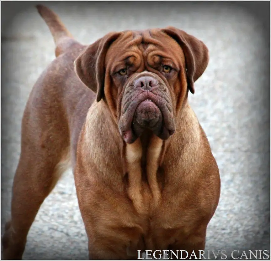 Legendarivs Canis Liiilii red