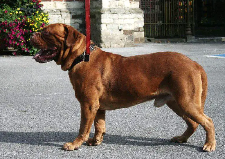 Garmani