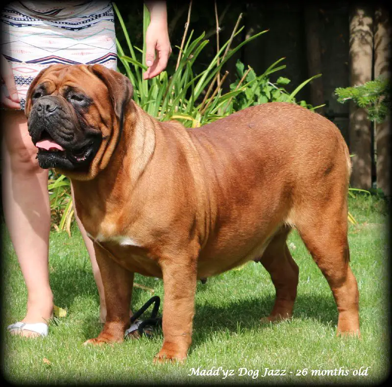 Madd'yz Dog Jazz
