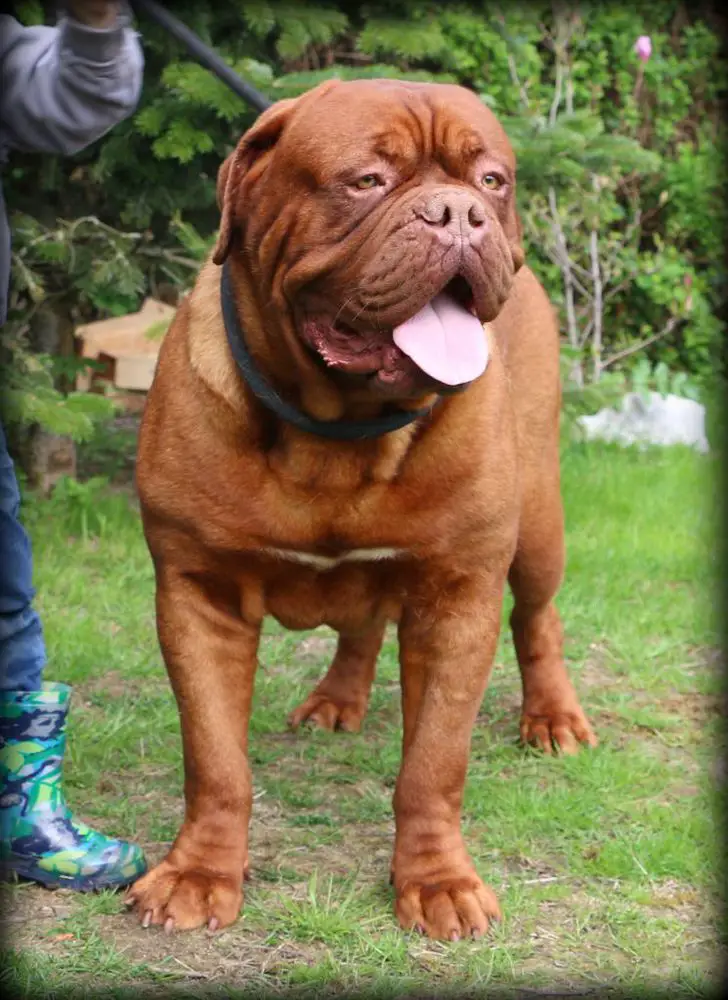 Madd'yz Dog Largo Winch