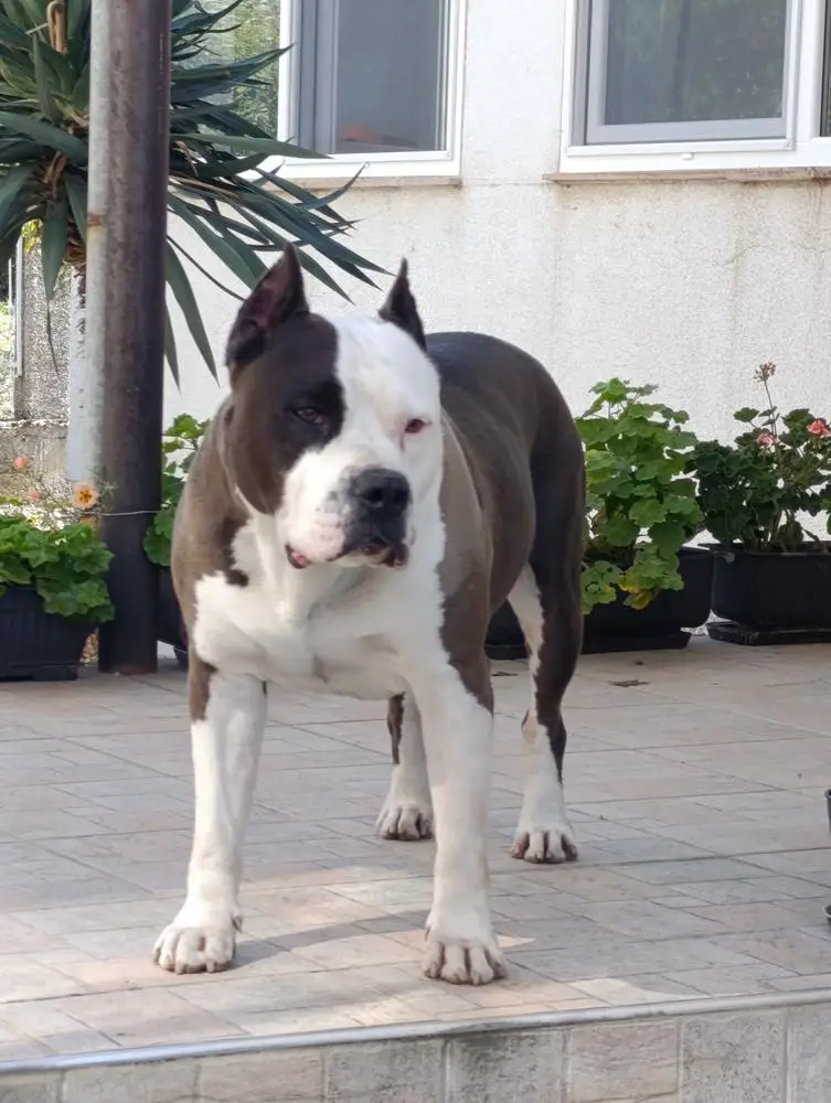 CENTURION SPARTAN'S TEAM