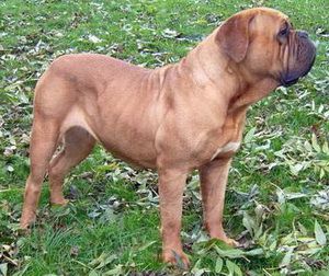 DEA EX CUBILE LAMIA Co-Ala