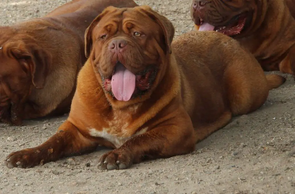 Tudordogue's Dancing Queen