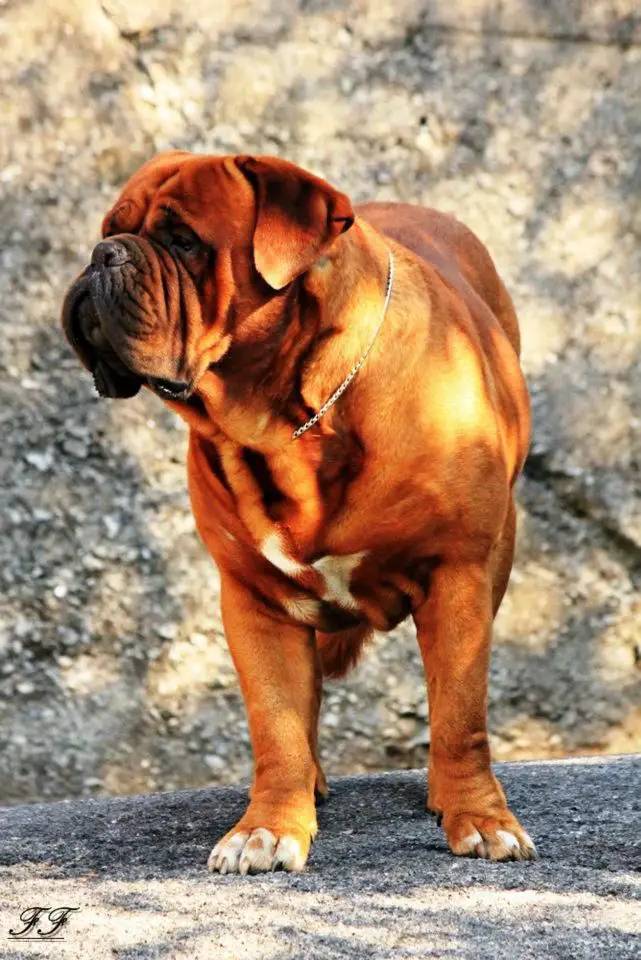 Over The Top Dei Dogue Della Valle