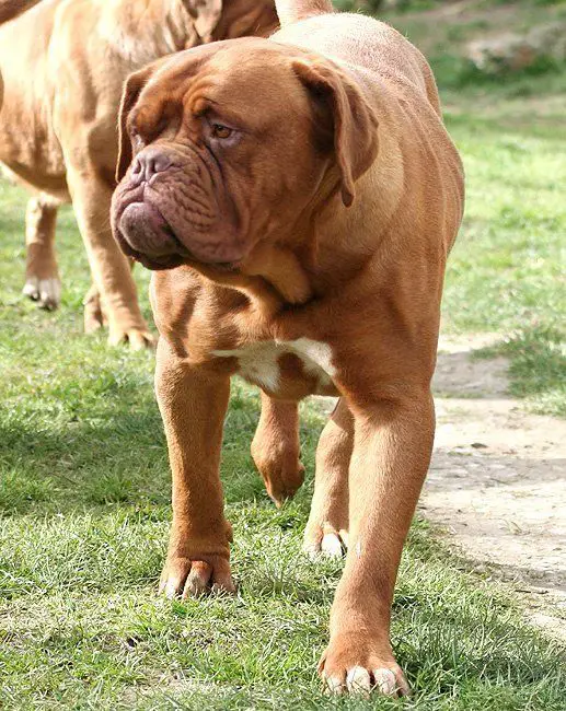 Tanakajd Szepe Benita