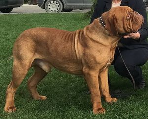 Hedon ex Cubile Lamia