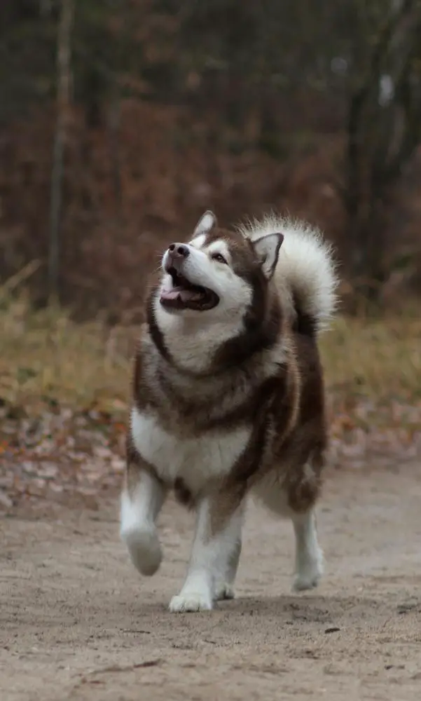 MAZURSTAR GENIUS MASTERMIND