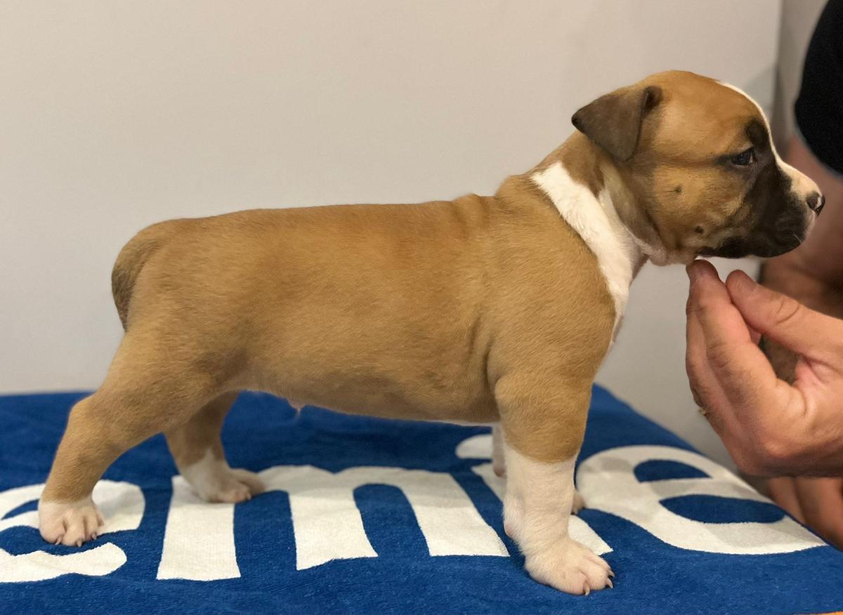 AJ Dumont Amstaff