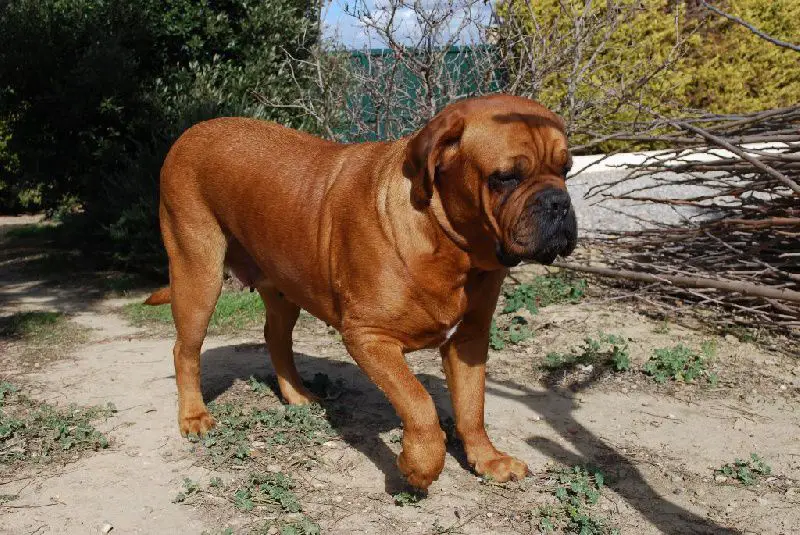 Hermione t de la croix d'occitanie