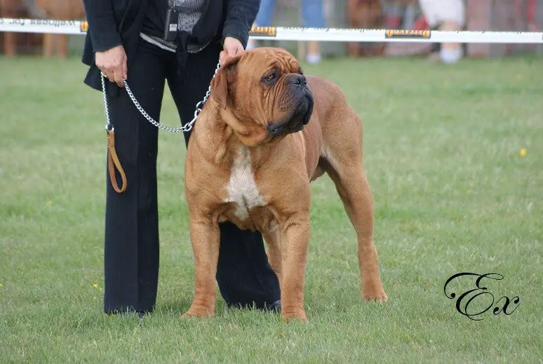 Enzo t de la croix d'occitanie