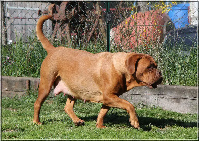 Chien Douceur Carline