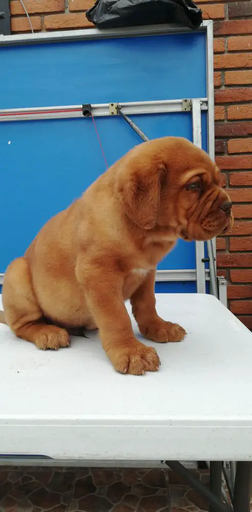 Kobu Jr Gomora