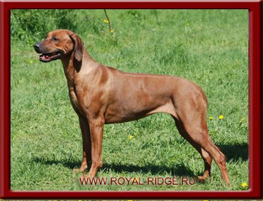 Birma Red