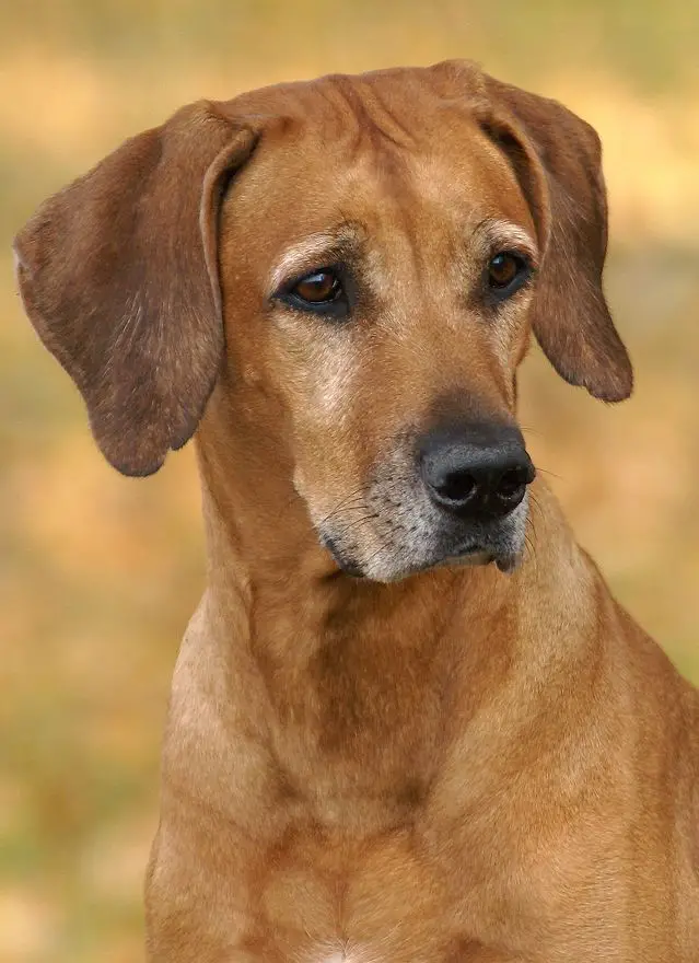 Vilma