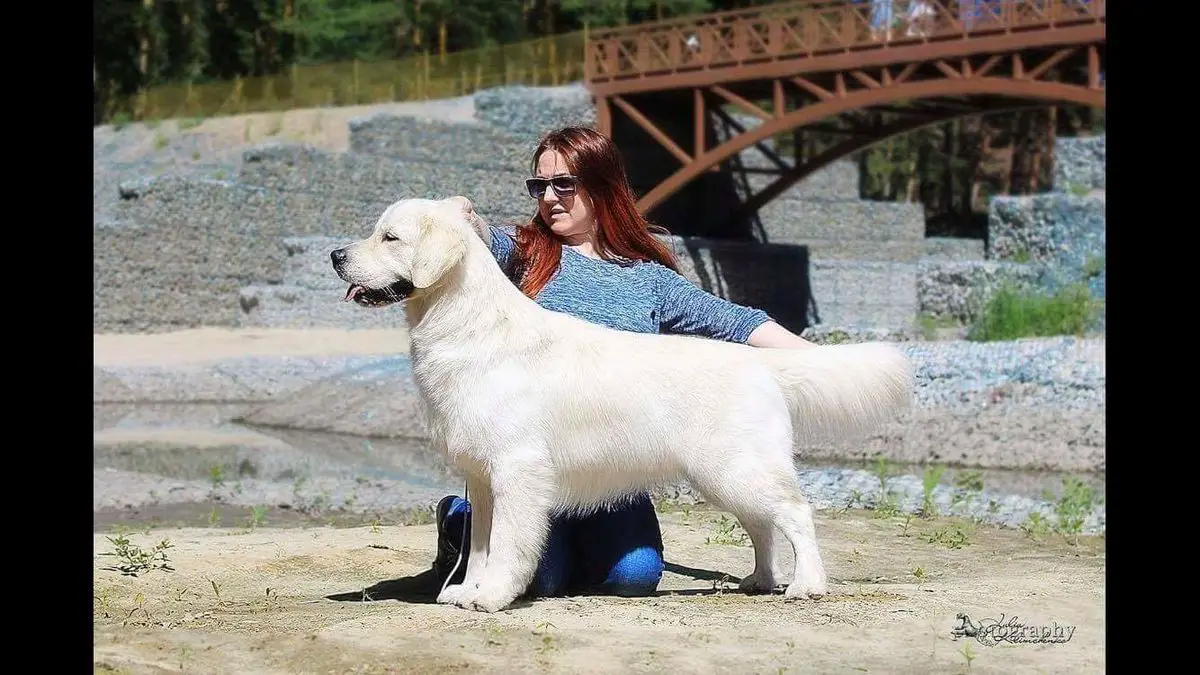 Oro Magnifico Highlander