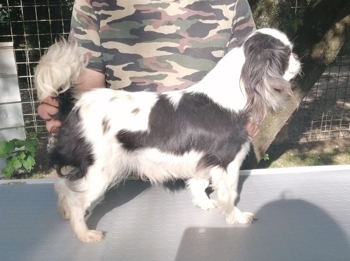 CHANEL DEL RANCH ALBA