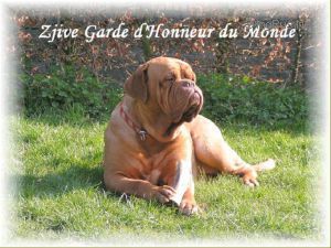 ZJIVE GARDE D'HONNEUR DU MONDE